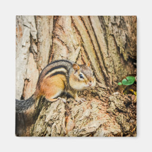Cute Chipmunk Woodland Animals Natur Square Magnet