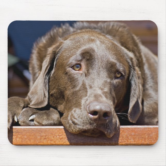 Cute Chocolate Brown Labrador Retriever Pet Hund Musmatta (Framsidan)