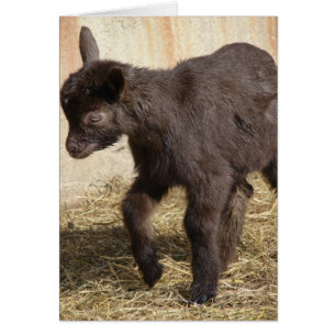 Cute Chocolate Goat Kid Hälsningskort
