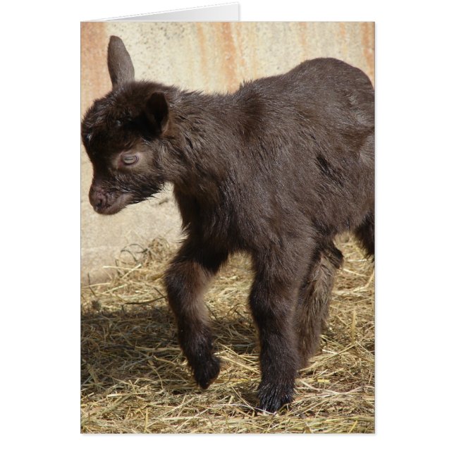 Cute Chocolate Goat Kid Hälsningskort (Framsidan)