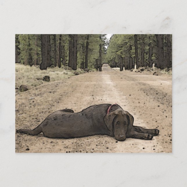 Cute Chocolate Lab på en skogsbana Vykort (Framsida)