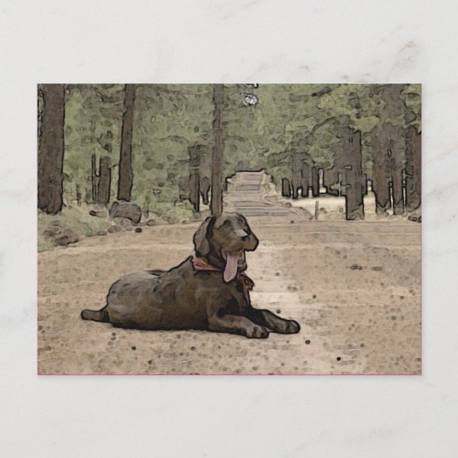 Cute Chocolate Lab på en skogsbana Vykort (Framsida)