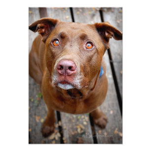 Cute Chocolate Lab Pit Mix Hund 7 Fototryck