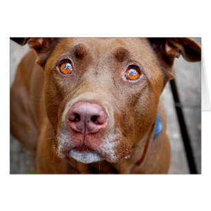 Cute Chocolate Lab Pit Mix Hund 7 Hälsningskort