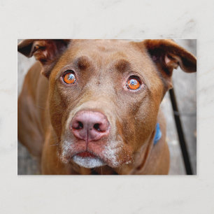 Cute Chocolate Lab Pit Mix Hund 7 Vykort