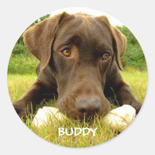 Cute Chocolate Labrador-Anpassningsbar Runt Klistermärke