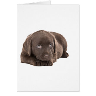 Cute Chocolate Labrador Puppy Hälsningskort
