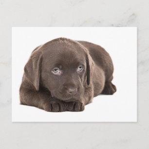 Cute Chocolate Labrador Puppy Vykort