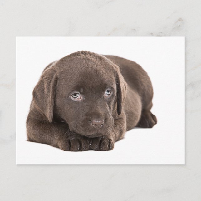 Cute Chocolate Labrador Puppy Vykort (Framsida)
