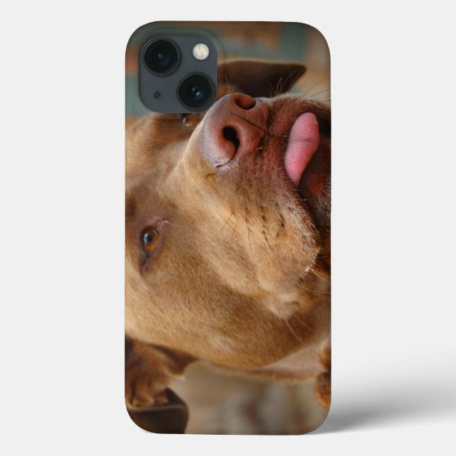 Cute choklad Lab Pit Mix Hund (Baksida)