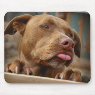 Cute choklad Lab Pit Mix Hund Musmatta