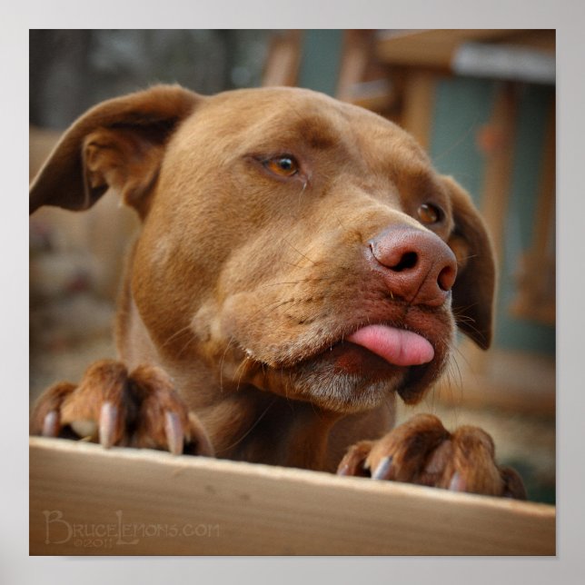 Cute choklad Lab Pit Mix Hund Poster (Framsidan)