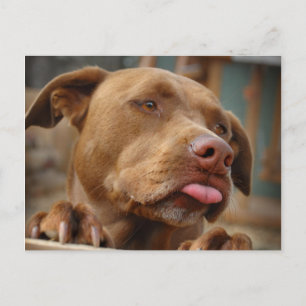 Cute choklad Lab Pit Mix Hund Vykort