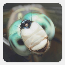 Cute Close-up Dragonfly Iridescent Compound Ögon Fyrkantigt Klistermärke