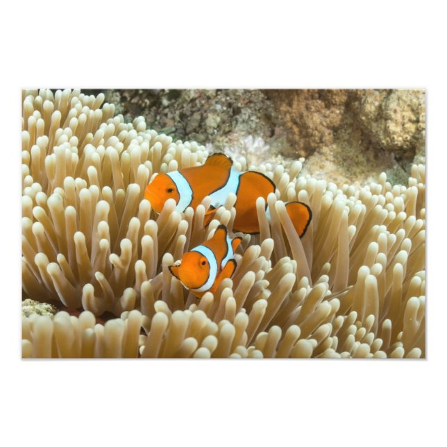 Cute Clownfish on Underbar Barrier Reef Fototryck (Framsidan)