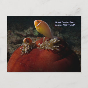 Cute Clownfish Underbar Barrier Reef Coral Sea Vykort