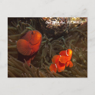 Cute Clownfish vycard Vykort