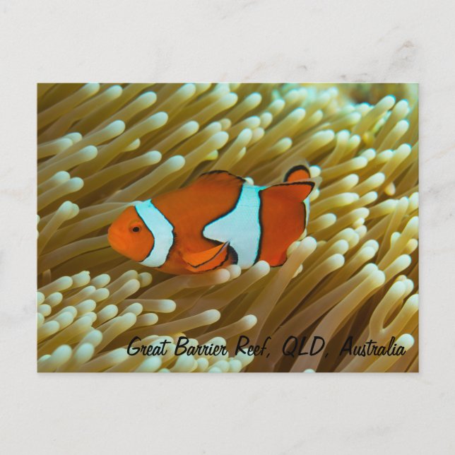 Cute Clownfish vycard Vykort (Framsida)