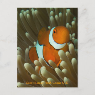 Cute Clownfish-vykort Vykort