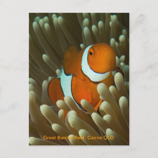 Cute Clownfish-vykort Vykort (Framsida)