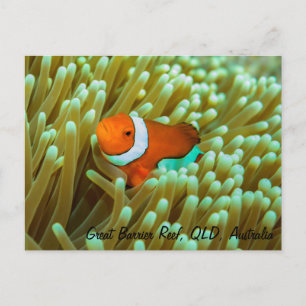 Cute Clownfish-vykort Vykort