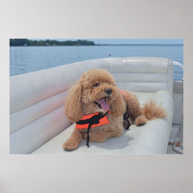 Cute Cockapoo-foto med livmoderprov Poster (Framsidan)