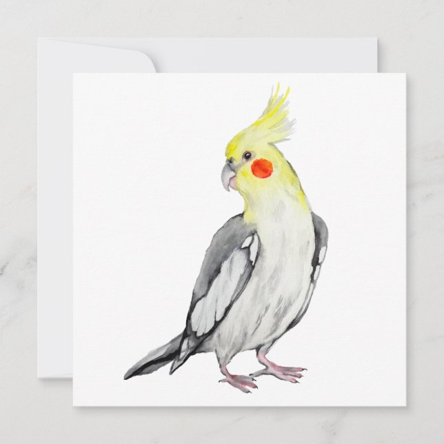 Cute Cockatiel Watercolor Parrot. (Framsida)
