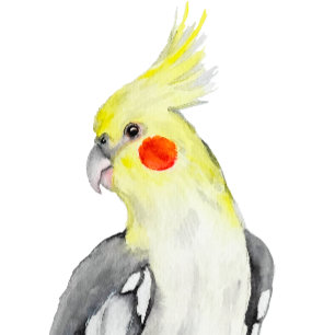 Cute Cockatiel Watercolor Parrot. Klistermärken