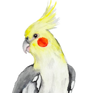 Cute Cockatiel Watercolor Parrot. T Shirt