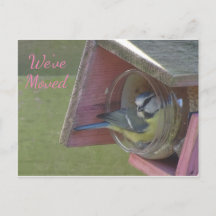 Cute Colorful Little Bird Vi har flyttat Postcard