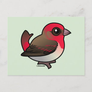 Cute Common Rosefinch Vykort