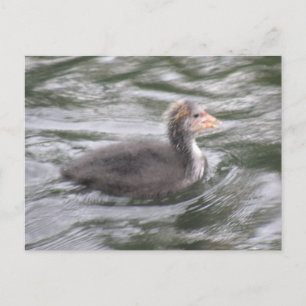 Cute Coot-Chick på Choppy Vatten vykort