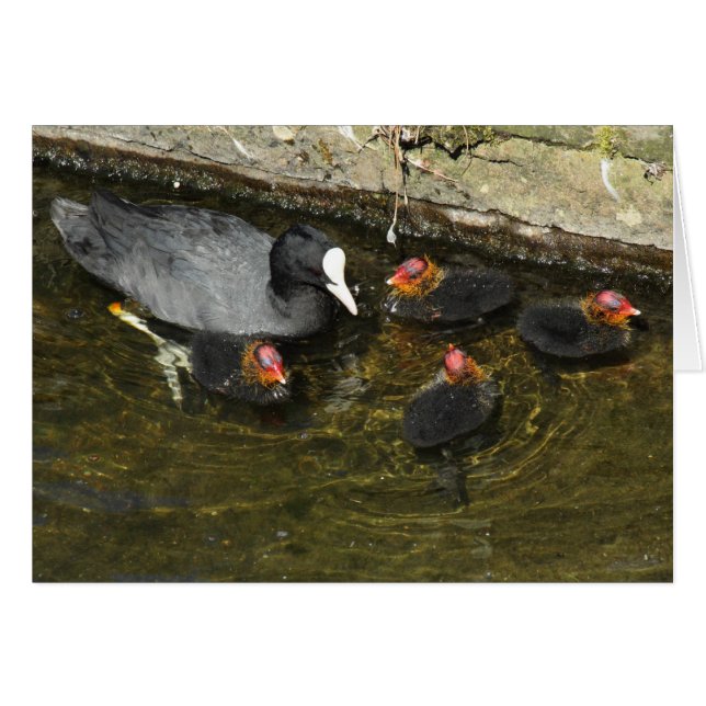 Cute Coots Hälsningskort (Framsidan Horizontal)