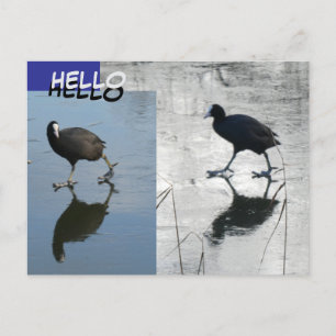Cute Coots on Ice Cust. HEJ vykort
