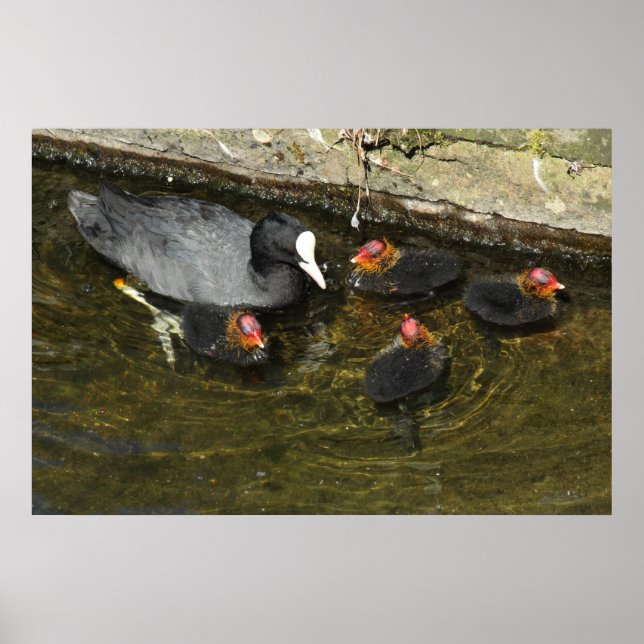 Cute Coots Poster (Framsidan)