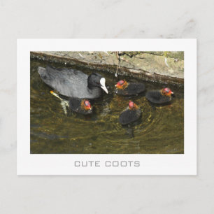 Cute Coots Vykort