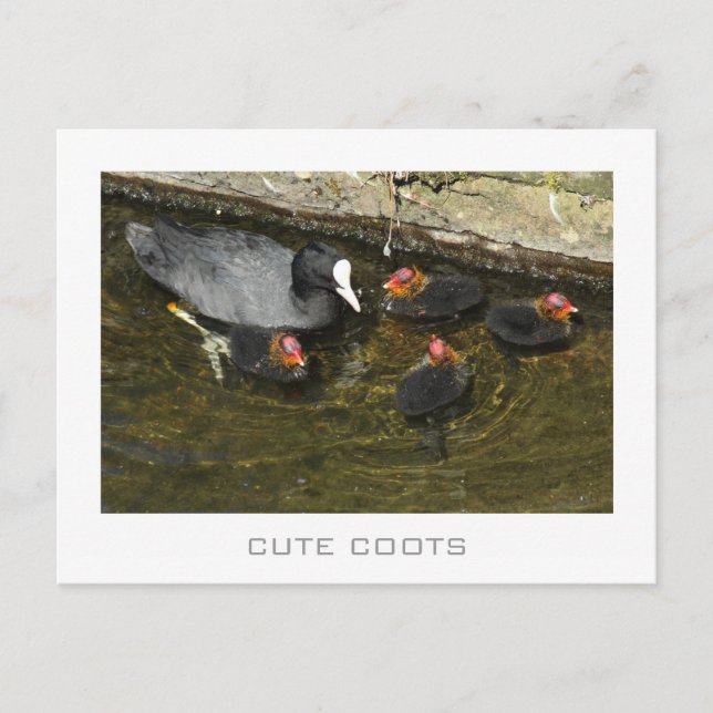 Cute Coots Vykort (Framsida)