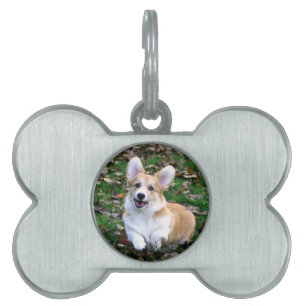 Cute Corgi Hund Leaping ID-bricka Husdjur