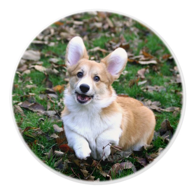 Cute Corgi Hund Leaping Knopp (Framsidan)