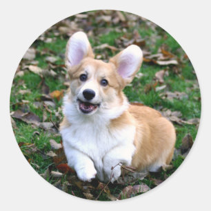 Cute Corgi Hund Leaping Runt Klistermärke