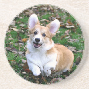 Cute Corgi Hund Leaping Underlägg