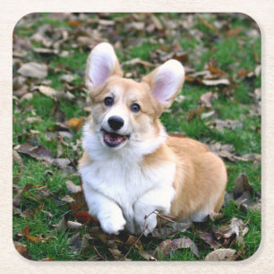 Cute Corgi Hund Leaping Underlägg Papper Kvadrat