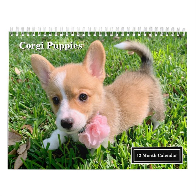 Cute Corgi Puppies 2026 Puppy Wall Kalender (Omslag)