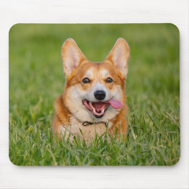 Cute Corgi som spelar i Grass Musmatta (Framsidan)