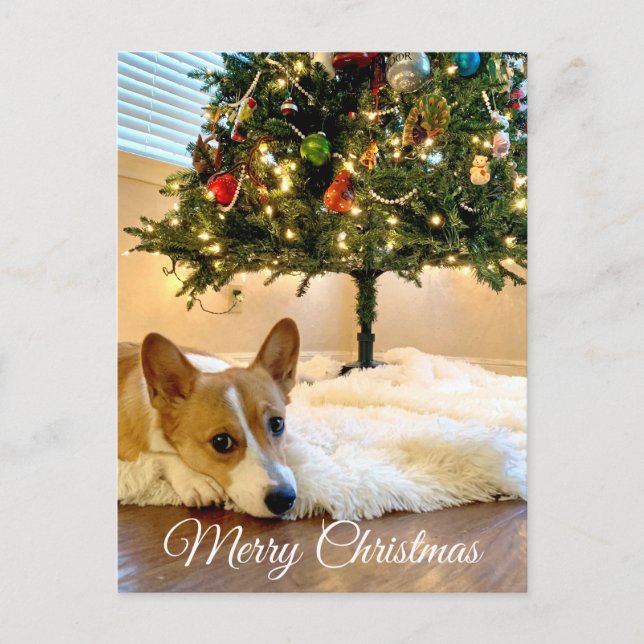 Cute Corgi under fotografiet Julgran Vykort (Framsida)