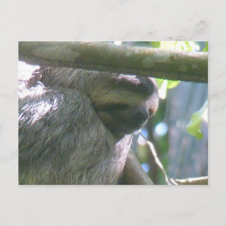 Cute Costa Rica Sloth Close Up DIY Postcard Helg Vykort