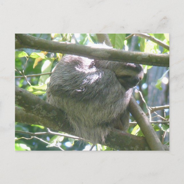Cute Costa Rica Sloth DIY Postcard Helg Vykort (Framsida)