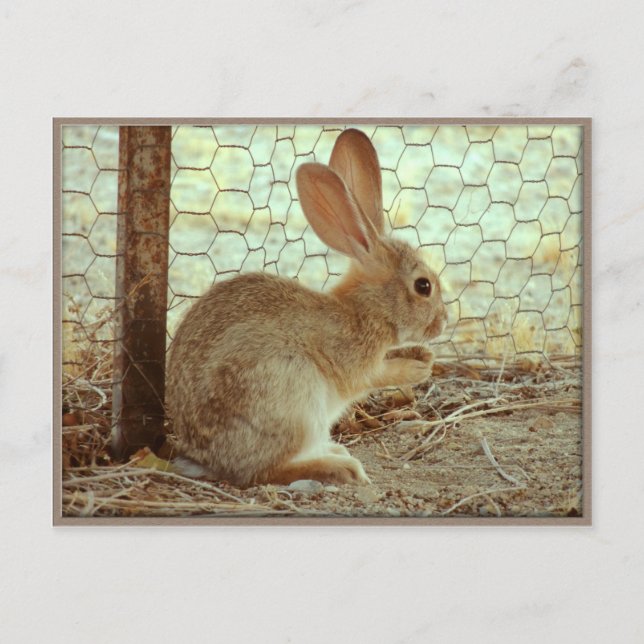 Cute Cottontail Bunny Vykort (Framsida)