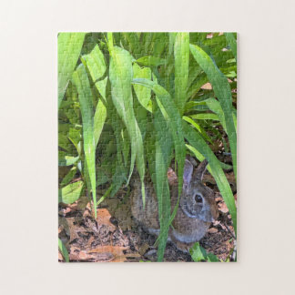 Cute Cottontail Rabbit Sitta under Tiger Lily Pussel