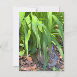 Cute Cottontail Rabbit Sitta under Tiger Lily Vykort